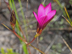 Romulea rosea