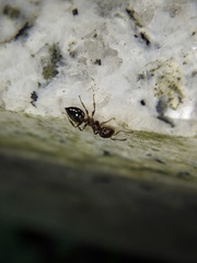 Crematogaster matsumurai