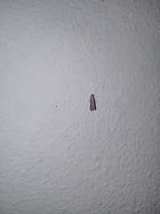 Phereoeca
