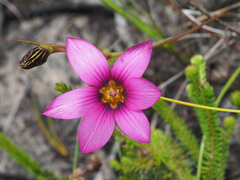 Romulea rosea
