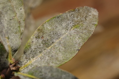 Erysiphe caprifoliacearum