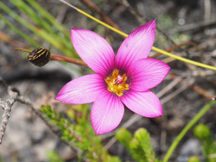 Romulea rosea