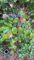 Berberis aquifolium