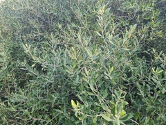 Olea europaea