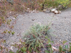 Ptilostemon echinocephalus