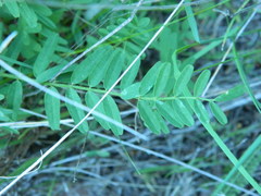 Astragalus sheldonii