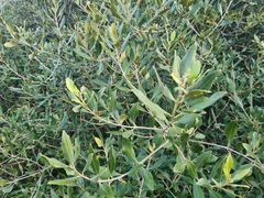 Olea europaea