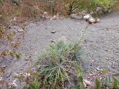 Ptilostemon echinocephalus