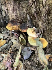 Pholiota granulosa