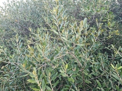 Olea europaea