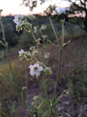 Mirabilis albida