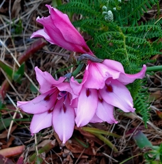 Gladiolus carneus