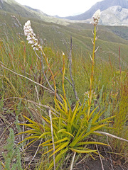 Eulophia barbata