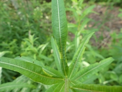 Dasineura kiefferiana