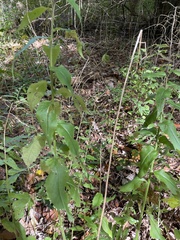Borodinia canadensis