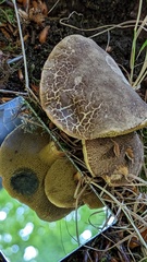 Xerocomellus cisalpinus