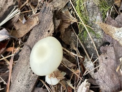 Cuphophyllus virgineus