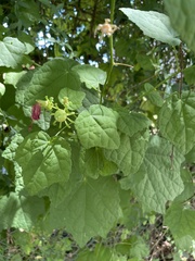 Malvaviscus arboreus