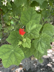 Malvaviscus arboreus