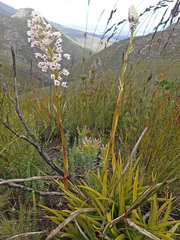 Eulophia barbata