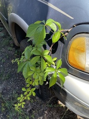 Parthenocissus quinquefolia