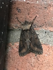 Allophyes oxyacanthae