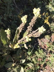 Verbascum