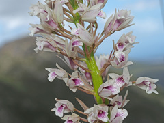 Eulophia barbata