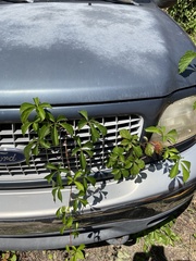 Parthenocissus quinquefolia