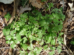 Adoxa moschatellina