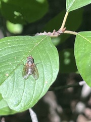 Muscidae