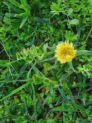 Carpobrotus edulis