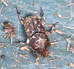 Euoniticellus intermedius