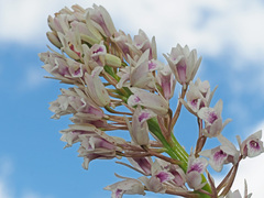 Eulophia barbata