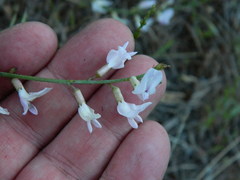 Astragalus cusickii