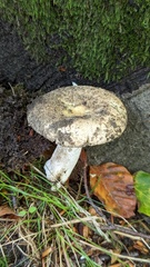 Russula veternosa