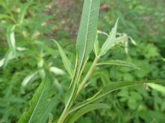 Dasineura kiefferiana