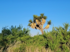 Yucca filifera