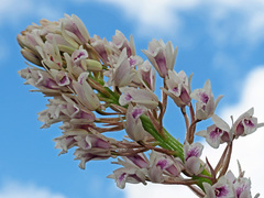 Eulophia barbata