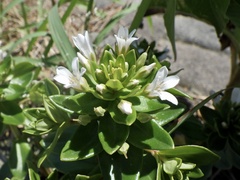 Lysimachia mauritiana