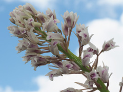 Eulophia barbata