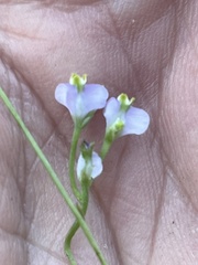 Burmannia biflora