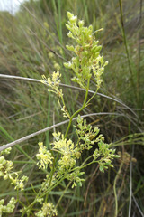 Thalictrum maritimum