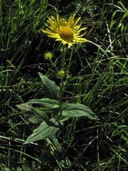 Doronicum austriacum