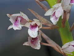 Eulophia barbata