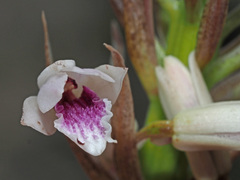 Eulophia barbata