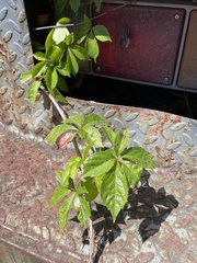 Parthenocissus quinquefolia