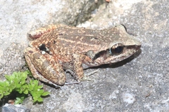 Eleutherodactylus atkinsi