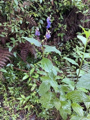 Monnina parasylvatica