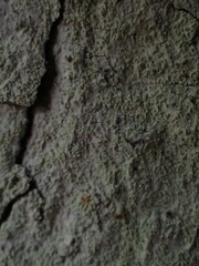 Lepraria finkii